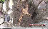DFW Pest Control 5 Star Termite Treatment